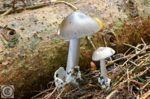 Amanita vaginata (1200 x 800)8.jpg_product_product